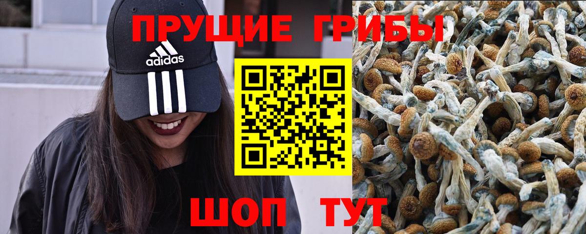 Полысаево  Псилоцибиновые грибы Cubensis  Псилоцибиновые грибы Cubensis  Вход с VPN 