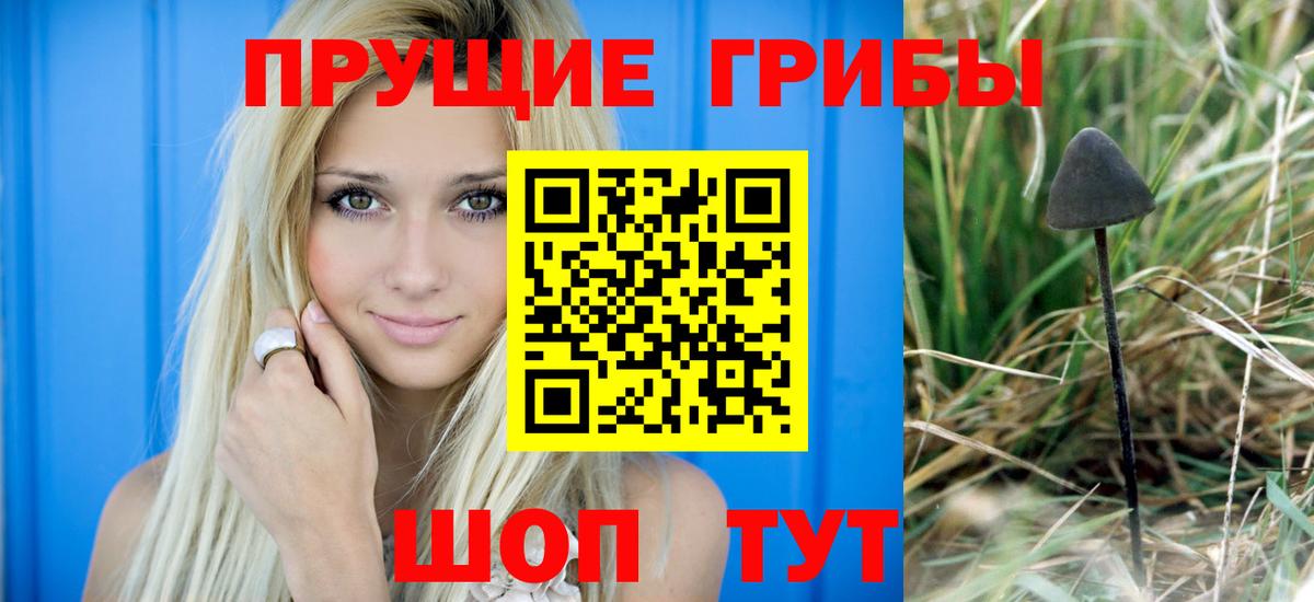 Псилоцибиновые грибы Psilocybe Полысаево